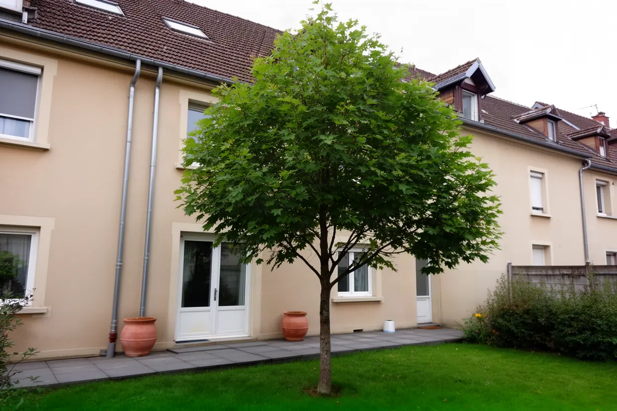 Érable dense avant élagage dans une cour messine