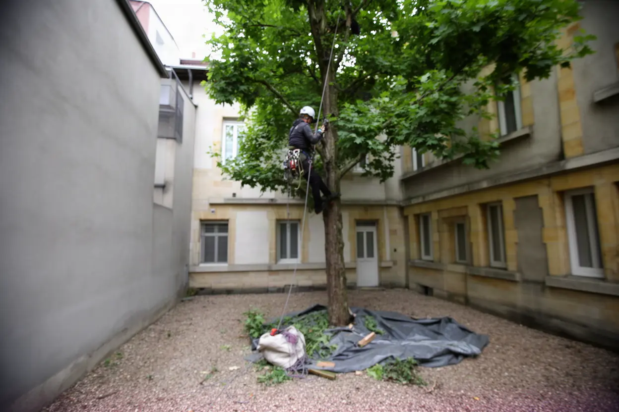 Élagueur grimpeur sur cordes dans un arbre à Marly